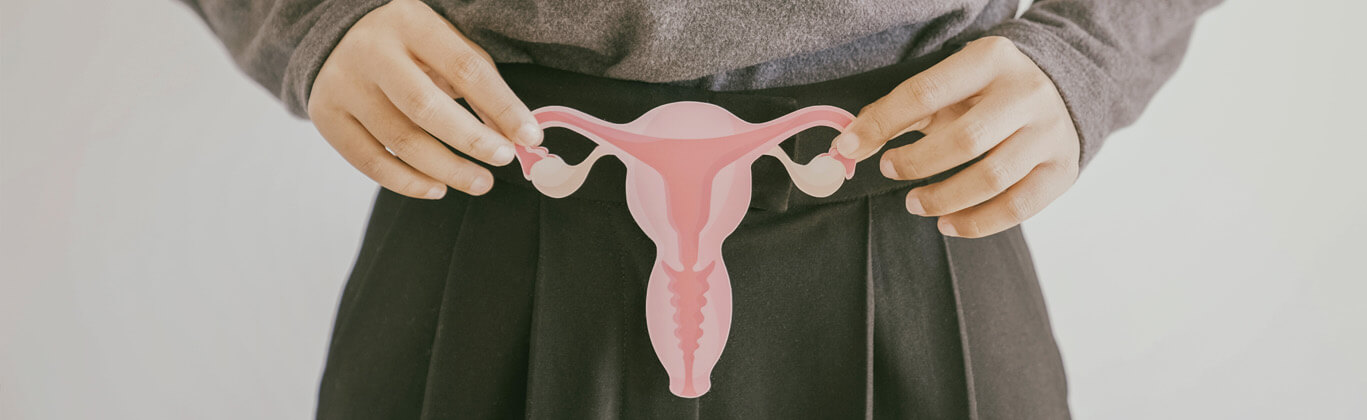 Person holding vagina anatomy model up to pelvis